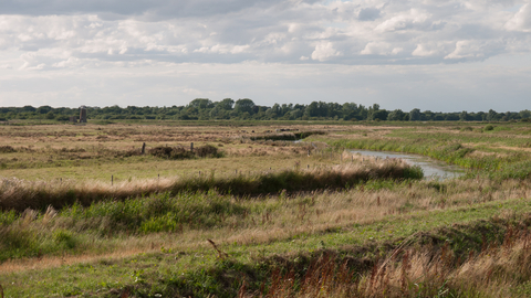 Lowland fen