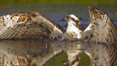 Osprey diving for fish