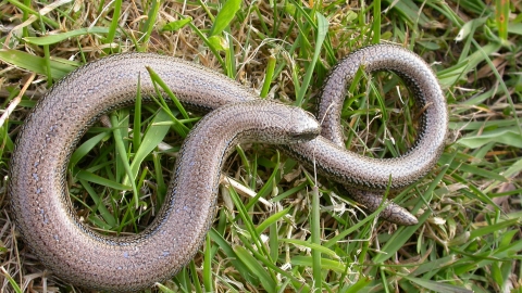 Slow-worm