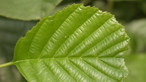 Alder leaf