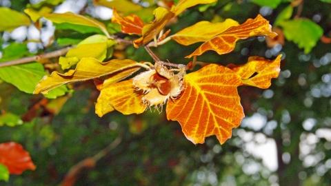 Common Beech