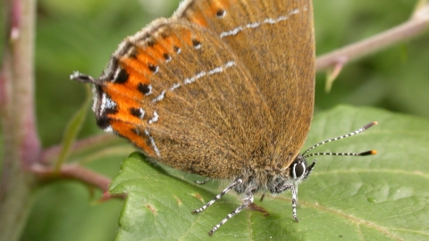 Black hairstreak butterfly