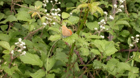 Black Hairstreak butterfly