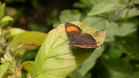 Brown Hairstreak butterfly