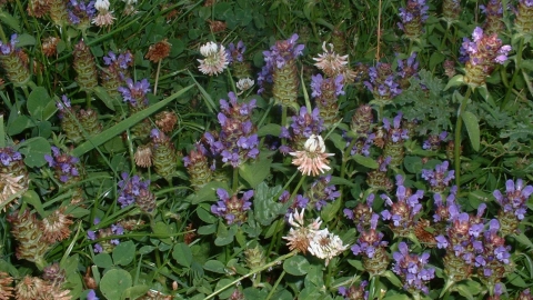 Selfheal