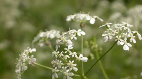 Cow Parsley