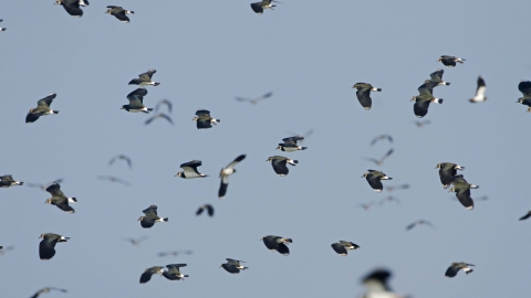 Lapwing flock