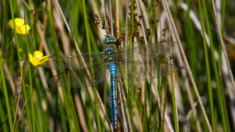 Emperor Dragonfly