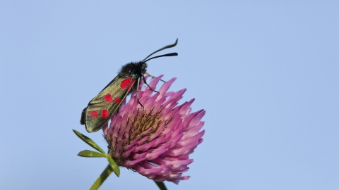 Six-spot Burnet moth on Red Clover