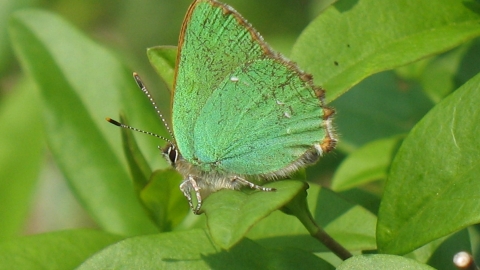 Green Hairstreak butterfly