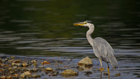 A grey heron standing on the stony margin of a river