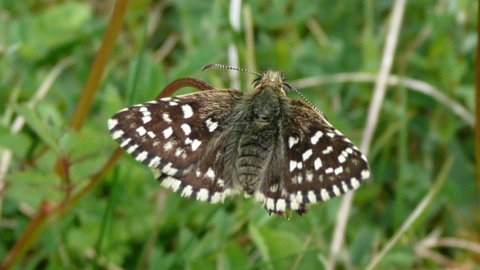 Grizzled Skipper butterfly