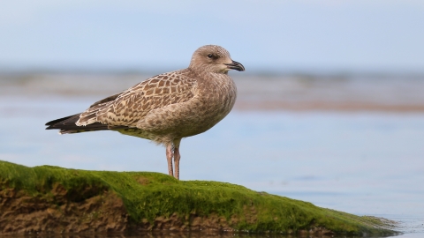 Herring Gull juvenile