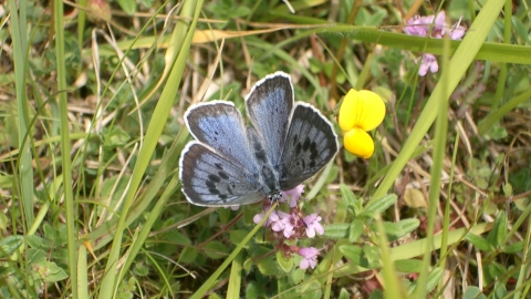Large Blue butterfly