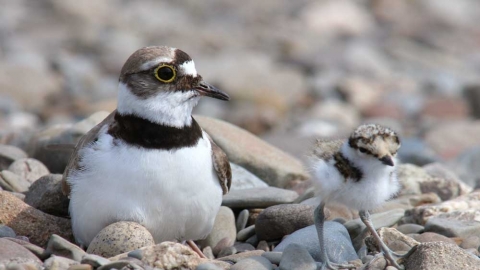 Little Ringed Plover with chick