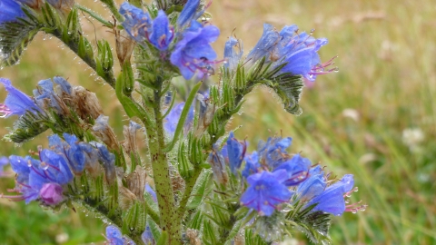 Viper's-bugloss