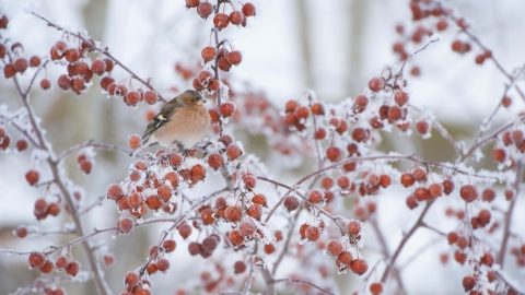 Chaffinch in Crab Apple tree