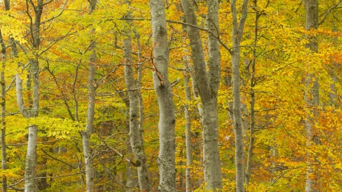 Common Beech