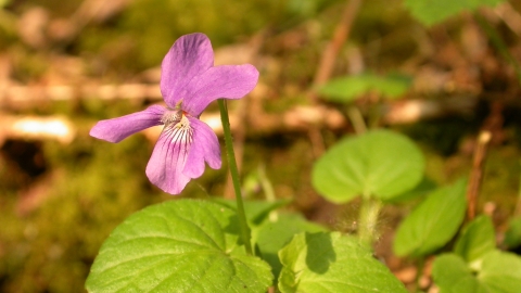 Marsh Violet