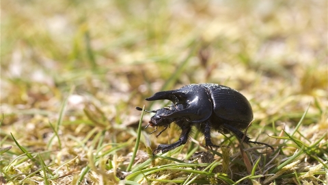 Male minotaur beetle