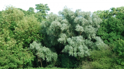 White Willow