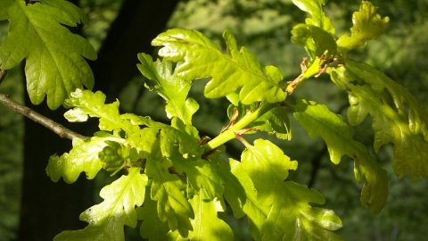 Sessile Oak