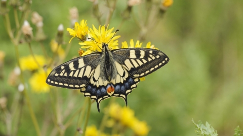 Swallowtail Butterfly