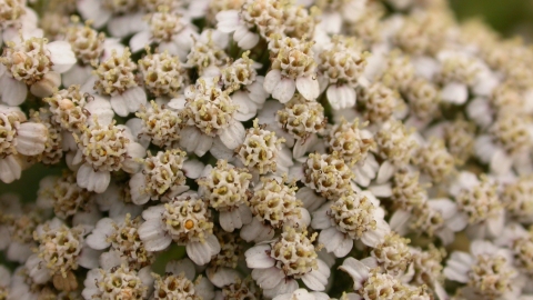 Yarrow