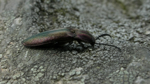 Coppery Click Beetle