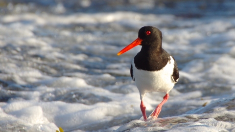 Oystercatcher