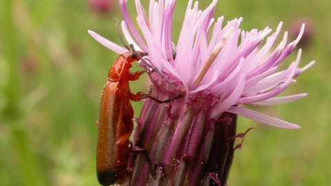 Common Red Soldier Beetle