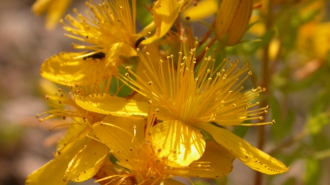 Perforate St John's-wort