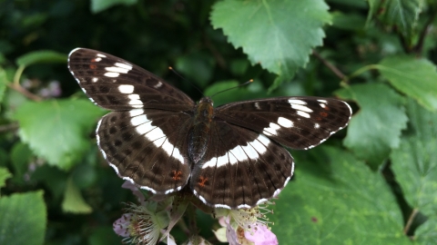 White admiral