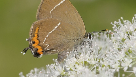 White-letter hairstreak butterfly