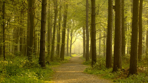 Path leading through forest, The Wildlife Trusts 