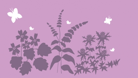 bird and butterfly plants banner illustration