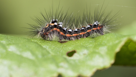Yellow-tail moth caterpillar