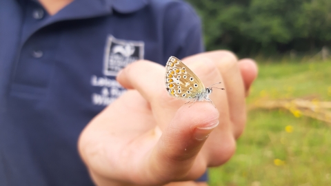 Stonesby Quarry common blue 