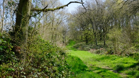 Launde Big Wood (c) Andy Neilson