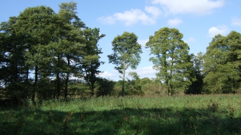 Narborough Bog (c) LRWT