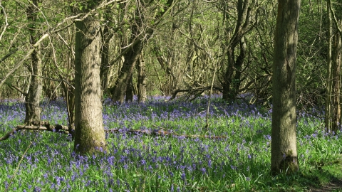 Priors Coppice (c) LRWT