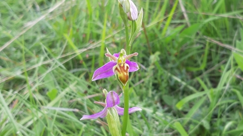 Wasp Orchid (c) Andy Neilson