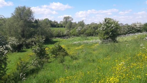 Wymeswold Meadows (c) LRWT