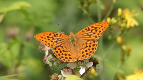 Silver-washed fritillary (c) John Statham