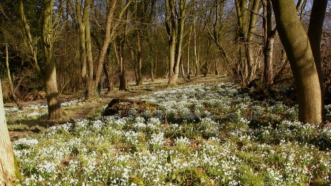 Snowdrops (C) David Oaks