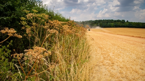 Jordans Farm Partnership Oat harvest © Matthew Roberts