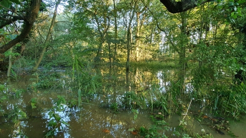Narborough Bog (c) Ben Devine