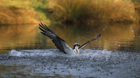 Osprey (c) Pete Murray