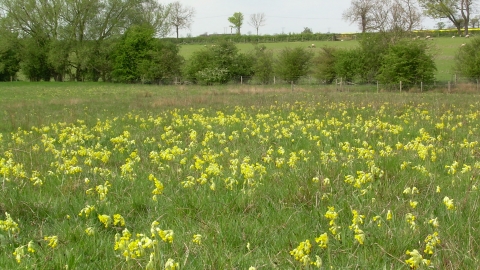 Cribb's Meadow (c) LRWT