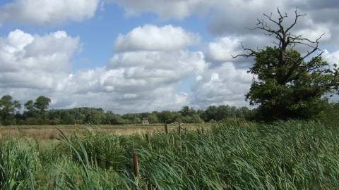 Wanlip Meadows (C) LRWT